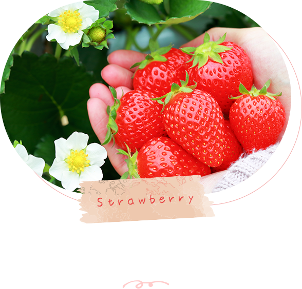 いちご狩り・直売